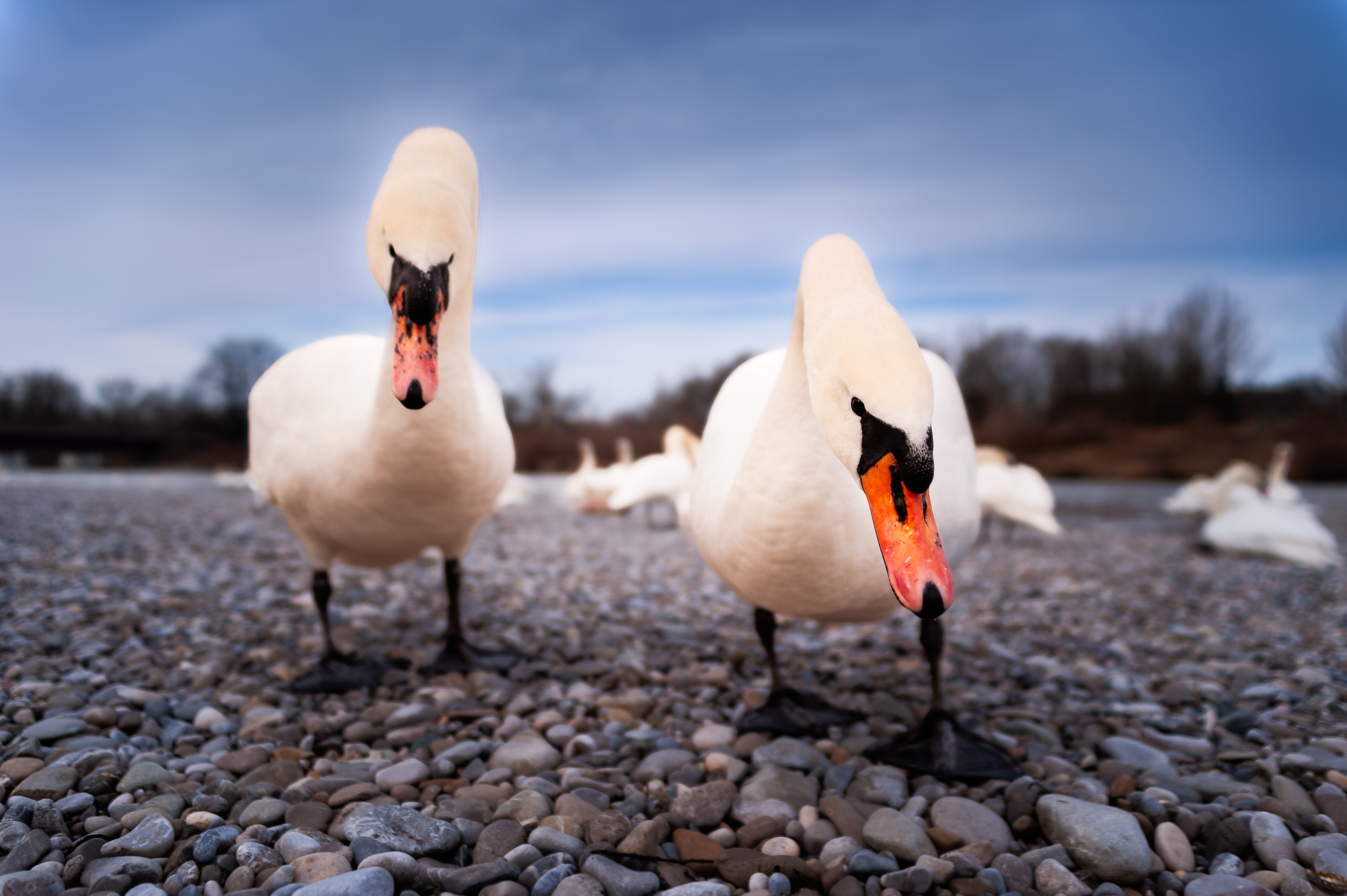 Thalkirchen Wasservoegel 2574